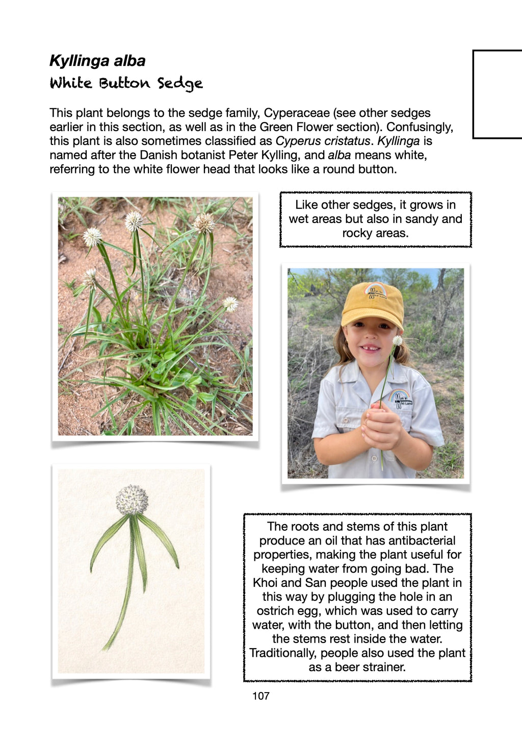Field Guide to Wildflowers of South Africa's Kruger-Lowveld Area