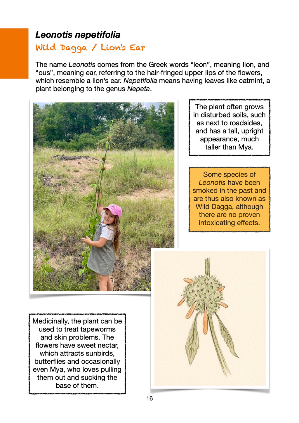 Field Guide to Wildflowers of South Africa's Kruger-Lowveld Area